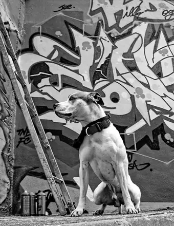 Graffiti from around the world, Gallery Deux (12 of 84)
